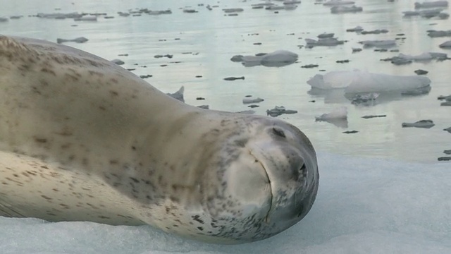 浮冰上的豹海豹。南极半岛视频下载