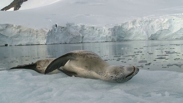 浮冰上的豹海豹。南极半岛视频下载