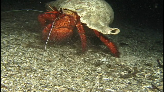 寄居蟹(未知种类)横跨海底。巴布新几内亚视频下载