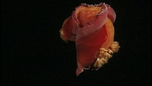 会游泳的海蛞蝓(未知种类)。巴布新几内亚视频下载