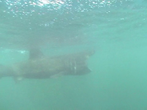 MS姥鲨转头通过摄像头。赫布里底群岛,苏格兰,英国视频下载