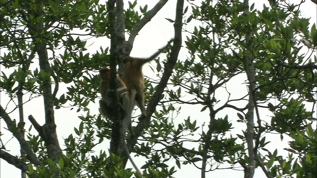 MS, ZI, PAN，长鼻猴从一棵树跳到另一棵树视频下载