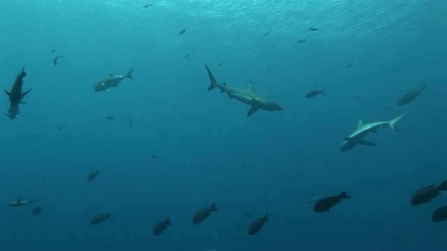 两只长耳Jackfish围攻灰色礁鲨(镰状鲨)。帕劳群岛,太平洋视频下载