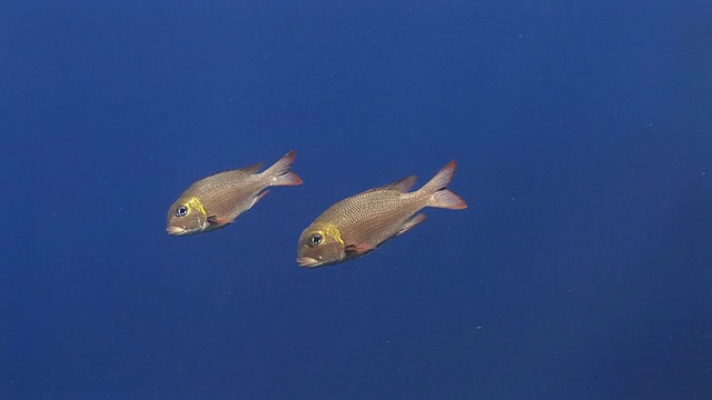 鱼类(目前尚未确认的大眼睛物种)。珊瑚礁。红海视频下载