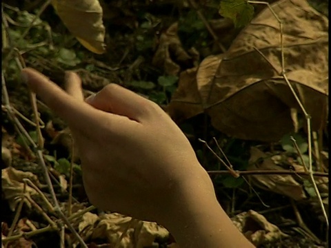年轻女子的手在灌木丛上方浮动视频素材