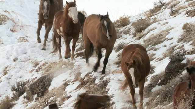 骑在马背上的牛仔和狗在雪山上遇见马/壳牌，怀俄明州，美国视频下载
