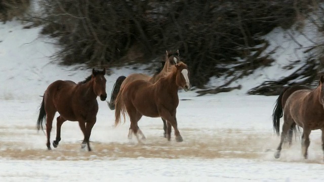 TS女牛仔和骑在马背上的牛仔和牧狗的骏马穿过雪/壳牌，怀俄明州，美国视频下载