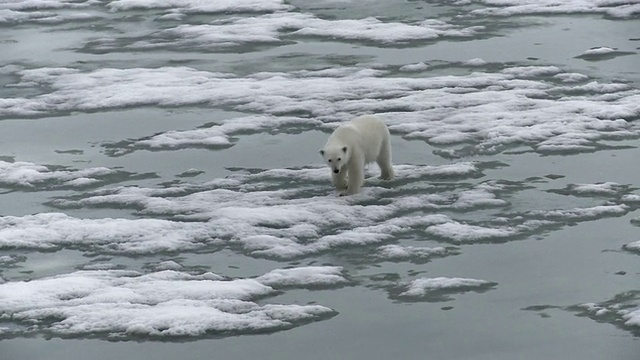北极熊在冰上行走/挪威斯匹次卑尔根群岛斯瓦尔巴特群岛视频素材