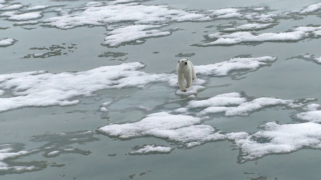 北极熊在冰上行走的WS视图/斯匹次卑尔根群岛，挪威视频下载