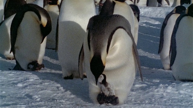南极雪地上，帝企鹅正在哺育新生的幼崽视频素材