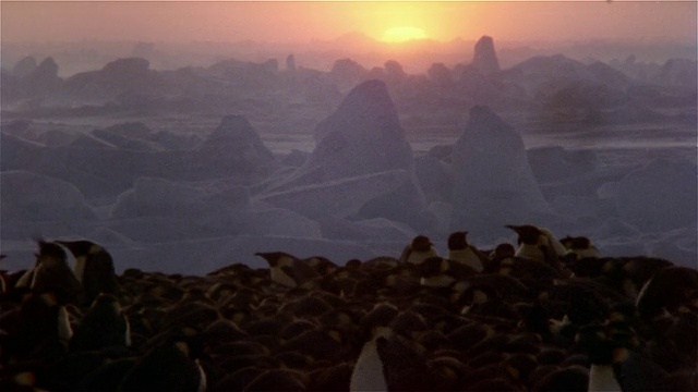 南极洲，一群帝企鹅在夕阳下挤在雪地上视频素材