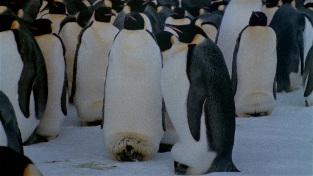 南极洲，刚出生的帝企鹅在雪地上视频素材