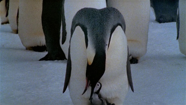 南极洲，帝企鹅在雪地上哺育新生视频素材