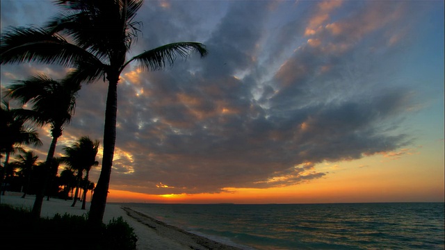 WS，日落在海洋上，棕榈树的剪影在前景，基韦斯特，佛罗里达，美国视频素材