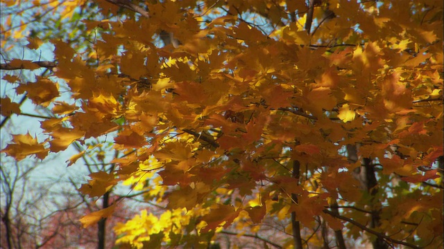 秋枫叶，黑麦镇，纽约，美国视频素材