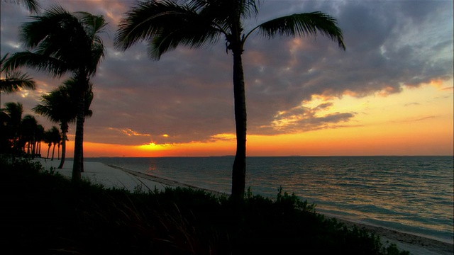 WS，日落在海洋，棕榈树和草地的剪影前景，基韦斯特，佛罗里达，美国视频素材
