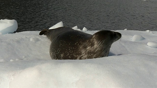南极浮冰上的海豹视频素材