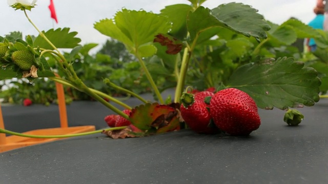 草莓采摘视频下载