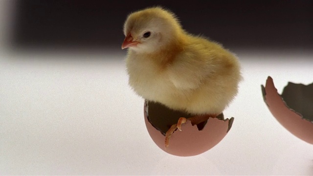 CU，小鸡在蛋壳里视频下载