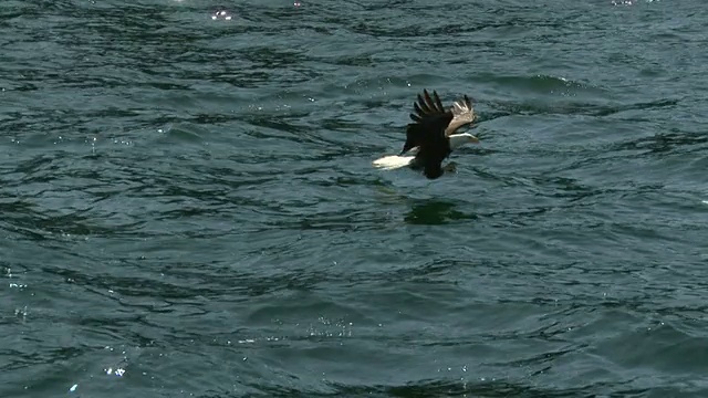 秃鹰潜水捕鱼视频素材