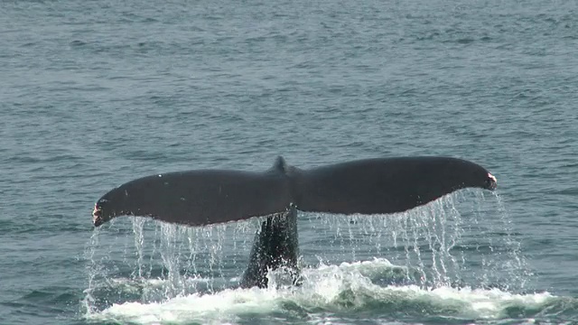 鲸鱼的尾巴视频下载