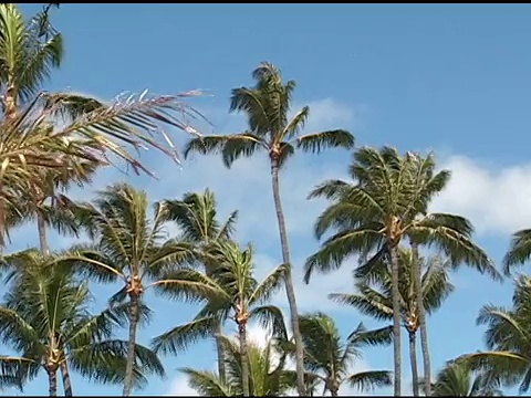 棕榈树(放大)视频素材