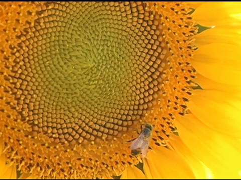 蜜蜂和向日葵视频素材
