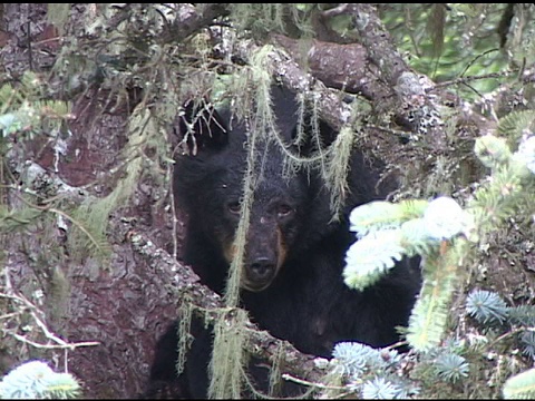 树上的黑熊视频素材