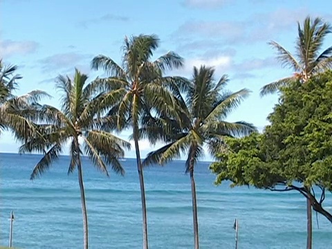 棕榈树和海洋。视频素材