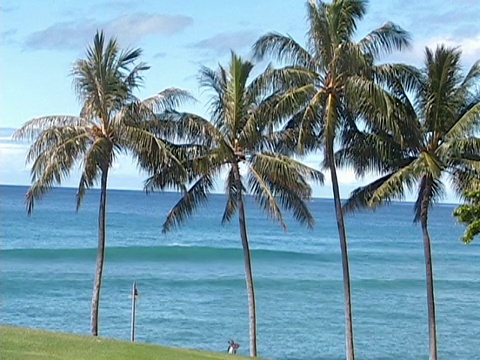 棕榈树和海景。视频素材