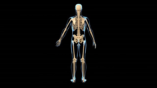 男性骨骼系统视频下载
