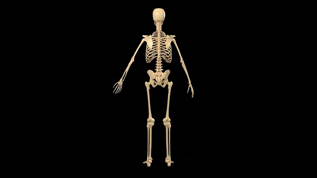 骨骼系统视频下载