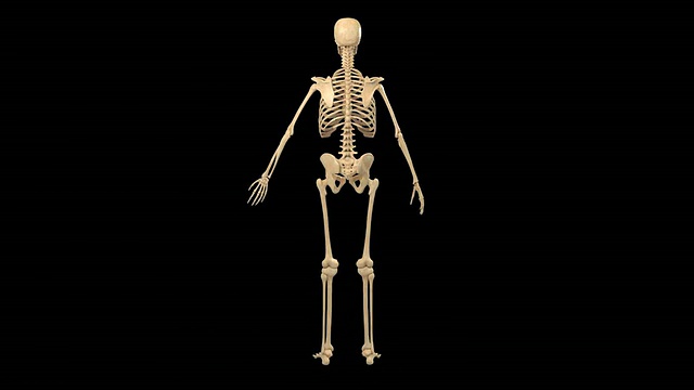 女性骨骼系统视频下载