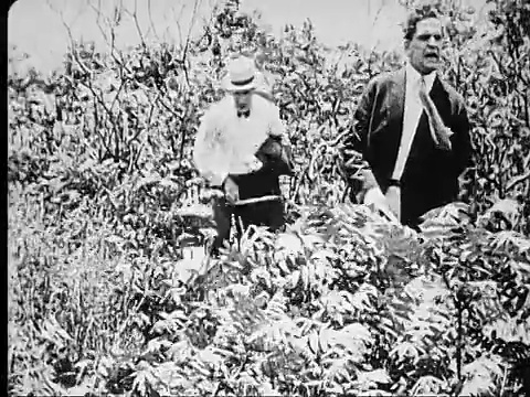 1914年B/W中枪两个商人在一个偏远岛屿的灌木丛中迷路了视频素材