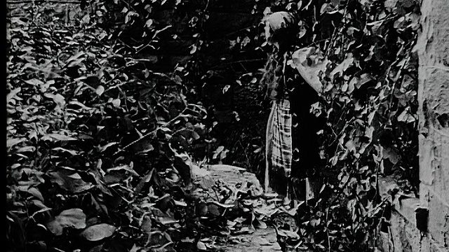 1916年B/W广角女爬过树枝视频素材