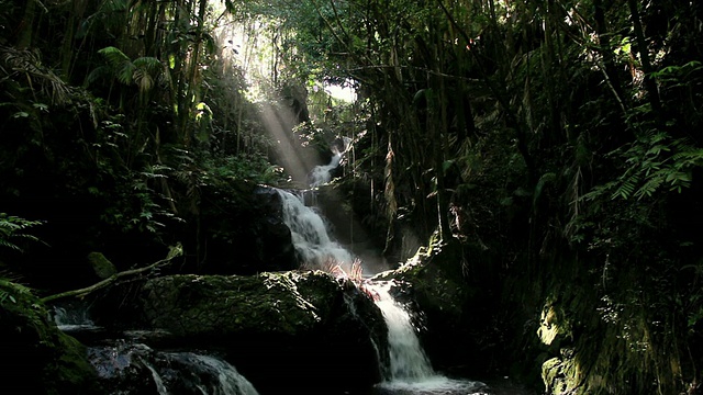 夏威夷热带植物园，夏威夷，大岛，美国视频下载