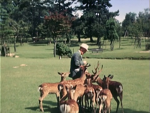 1939年，一名男子在公园喂鹿/日本视频下载