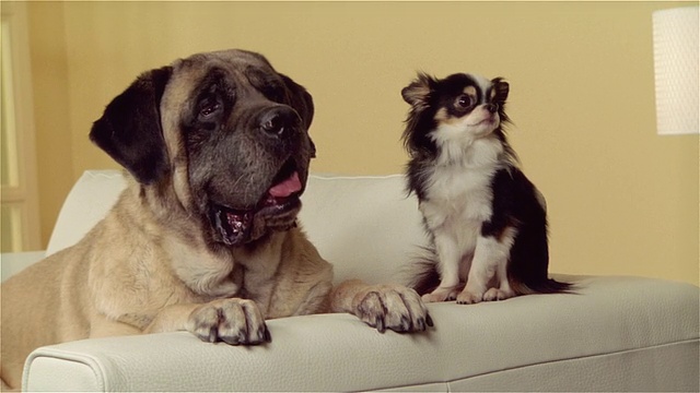 沙发上的大狗、獒犬和长毛吉娃娃视频素材