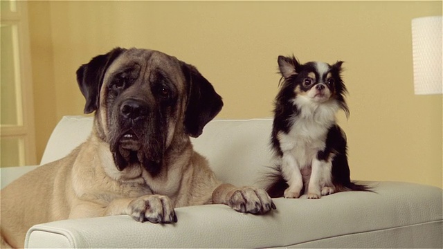 沙发上的大狗、獒犬和长毛吉娃娃视频下载