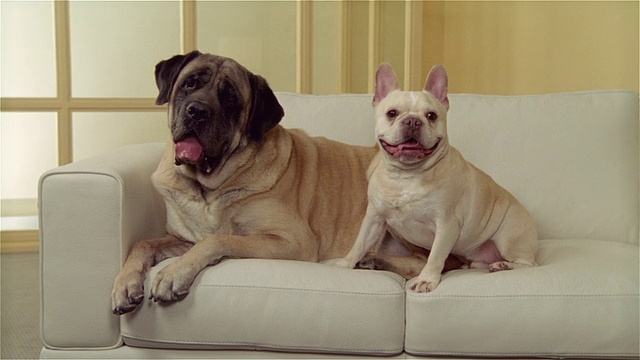 獒犬和法国斗牛犬在沙发上，MS视频素材