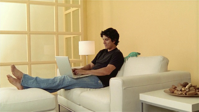 CU, ZO, MS, Man使用笔记本电脑，黑豹变色龙坐在沙发边缘视频下载