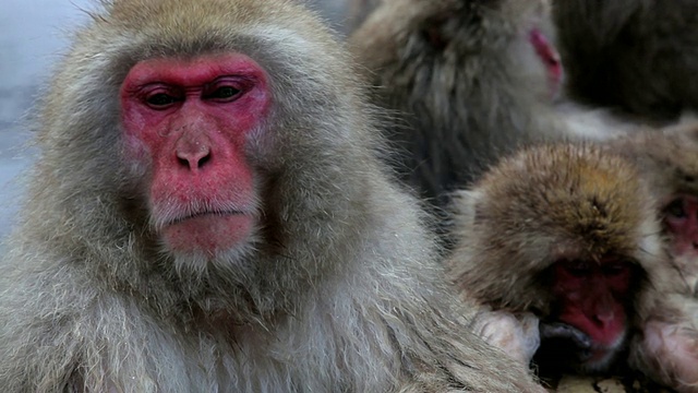 日本猕猴，地狱谷自然保护区，日本，亚洲中部视频下载