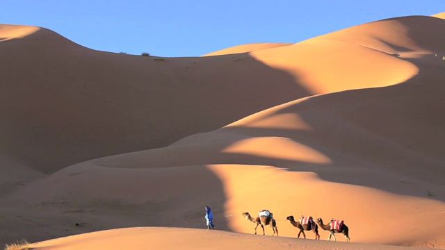 男Touareg长袍领导camelsÂ Erg Chebbi，撒哈拉沙漠，非洲摩洛哥视频下载