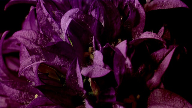 CU T/L一簇紫色花，开放，蕊黄/美国加州Studio City视频素材