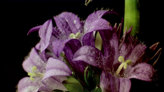 cut /L紫色花，开放，黄色雄蕊/美国加州Studio City视频素材