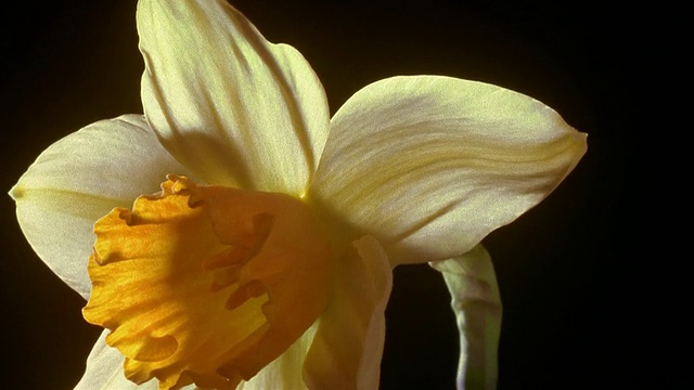 T/L, CU，水仙花开放的黑色背景视频素材