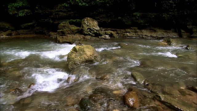 CU, ZO，热带雨林的塔纳马河，波多黎各圣胡安视频下载