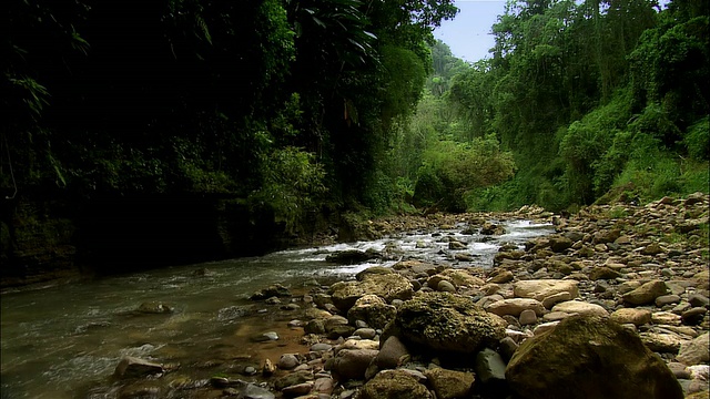 热带雨林中的塔纳马河，波多黎各圣胡安视频下载