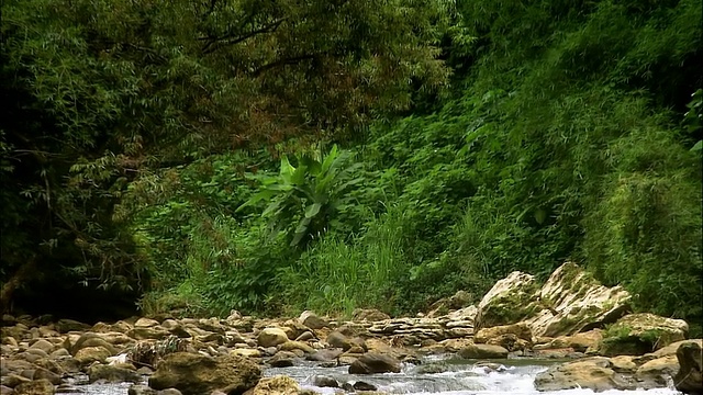 ZO, WS，热带雨林中的塔纳马河，波多黎各圣胡安视频下载