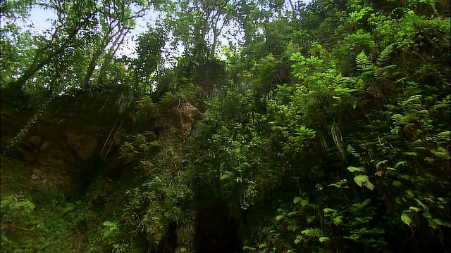 LA、PAN、热带雨林、圣胡安、波多黎各视频下载